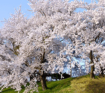 [画像]春 神指城跡の桜